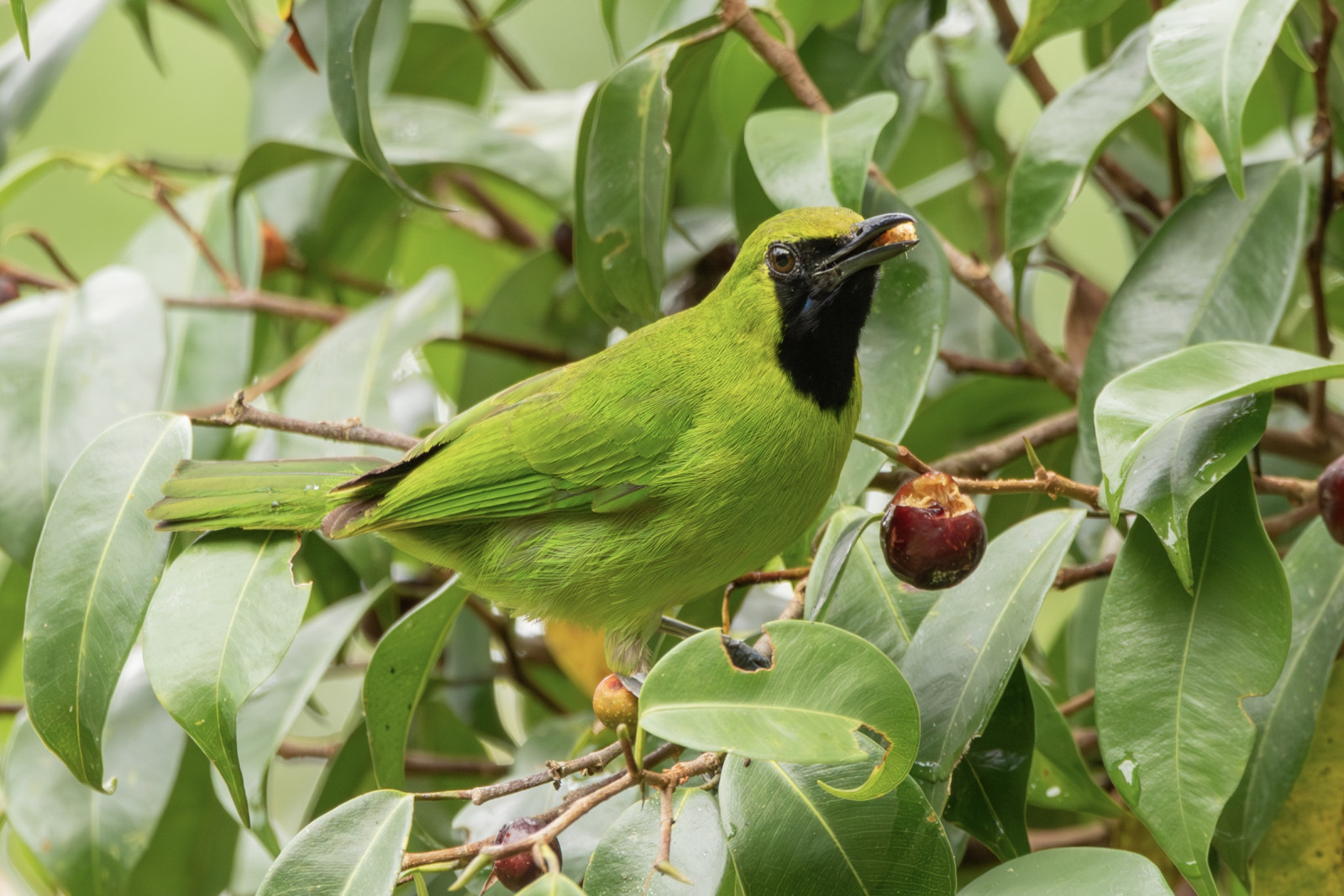 image Lesser Green Leafbird